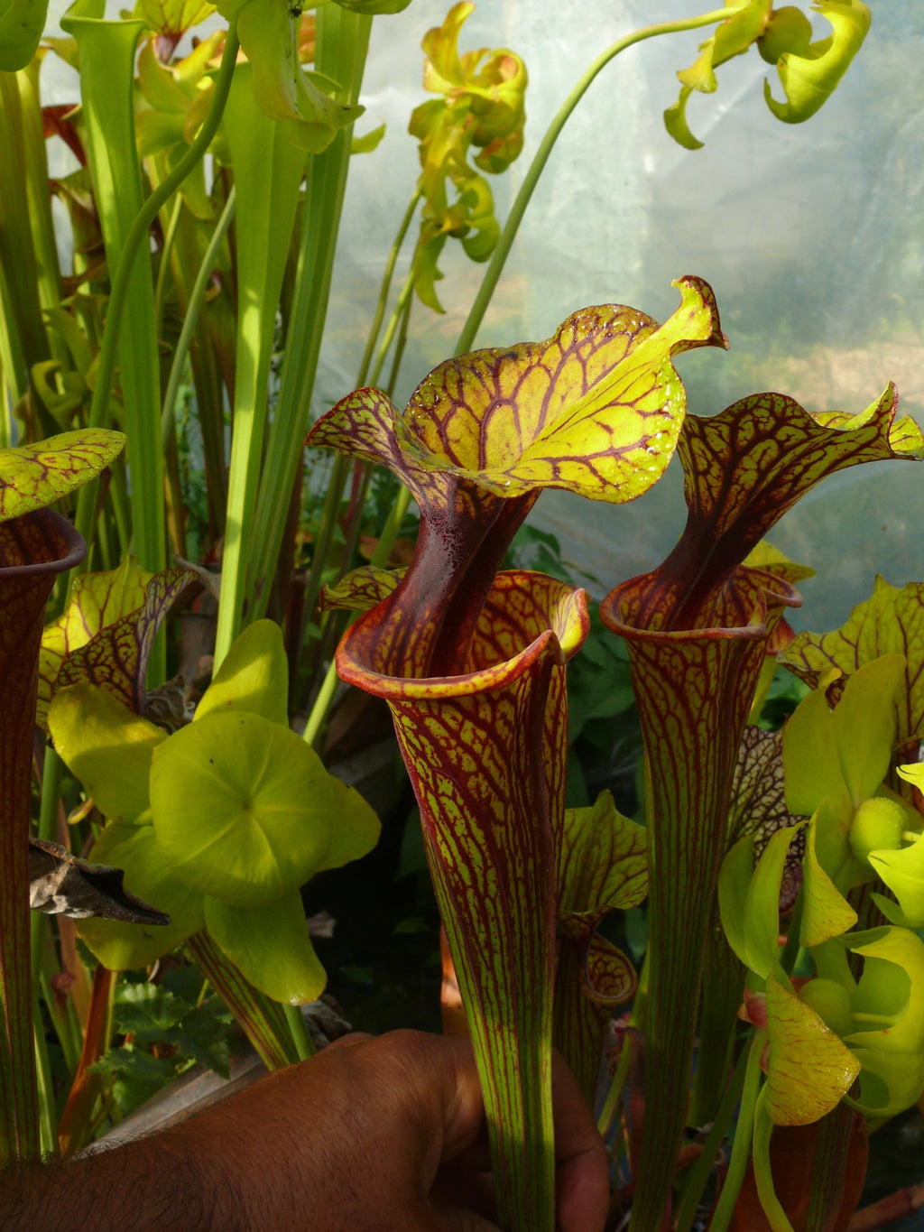 Sarracenia flava var ornata, Phill Faulisi clone's