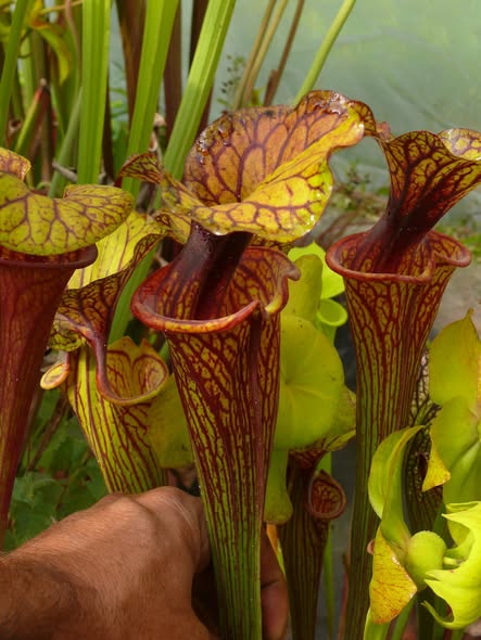 Sarracenia flava var ornata, Phill Faulisi clone's