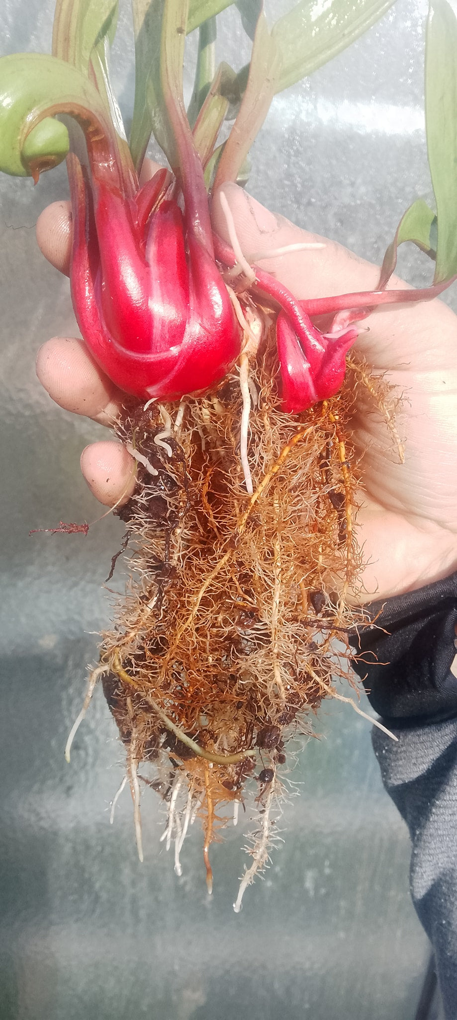 Sarracenia x Saurus (plante avec 2 points de croissance)