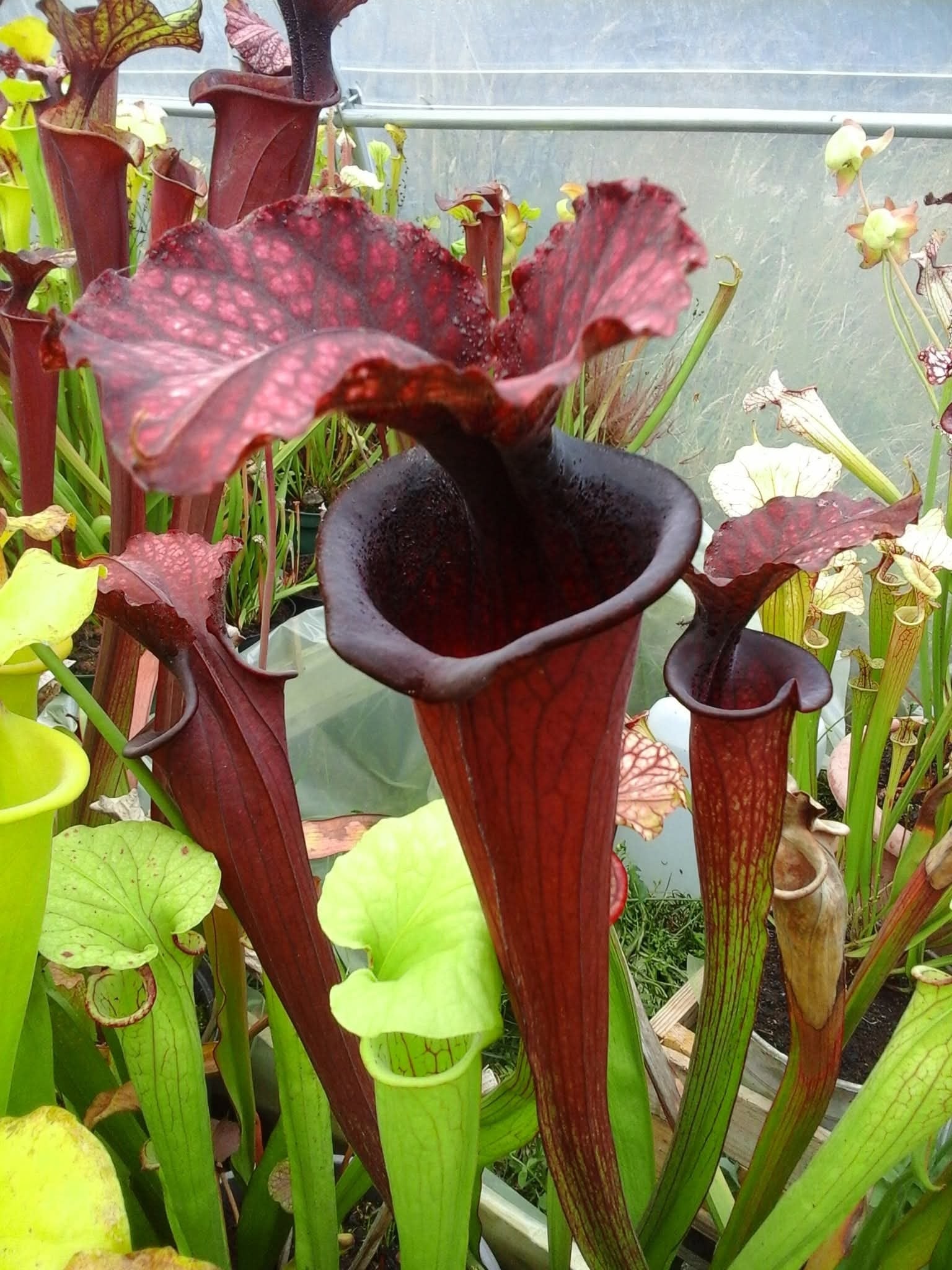 Sarracenia x Saurus (plante avec 2 points de croissance)