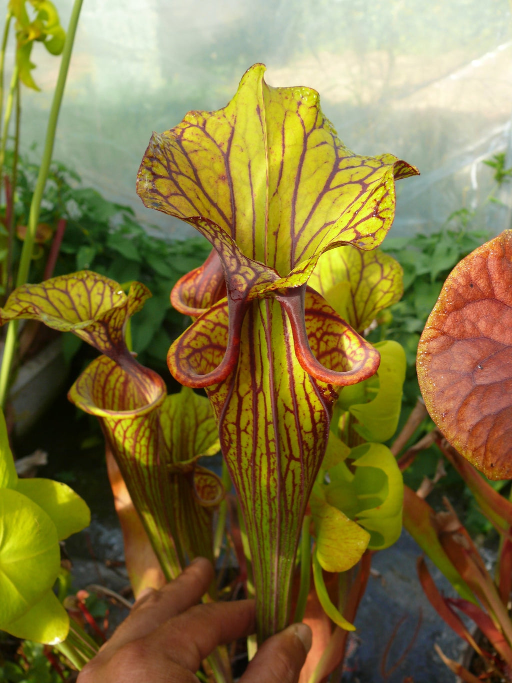 Sarracenia flava var ornata, Phill Faulisi clone's