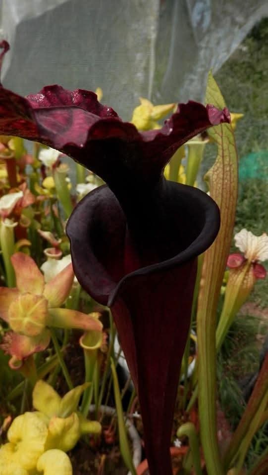Sarracenia x Saurus (plante avec 2 points de croissance)