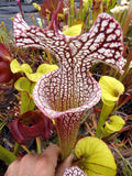 Sarracenia X Moorei