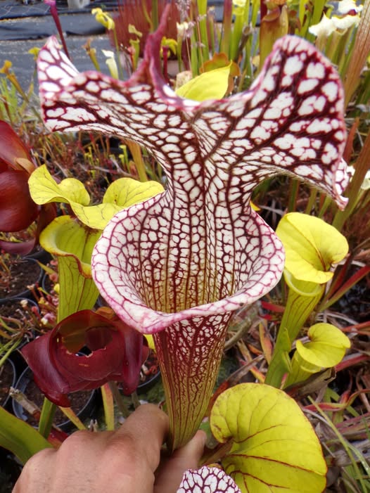 Sarracenia X Moorei