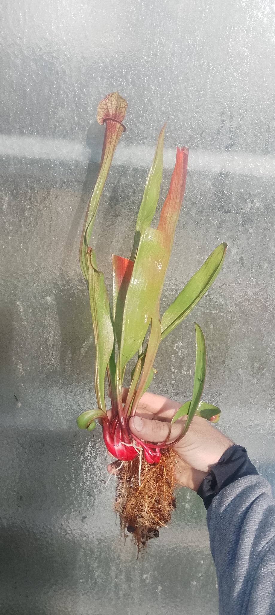 Sarracenia x Saurus (plante avec 2 points de croissance)