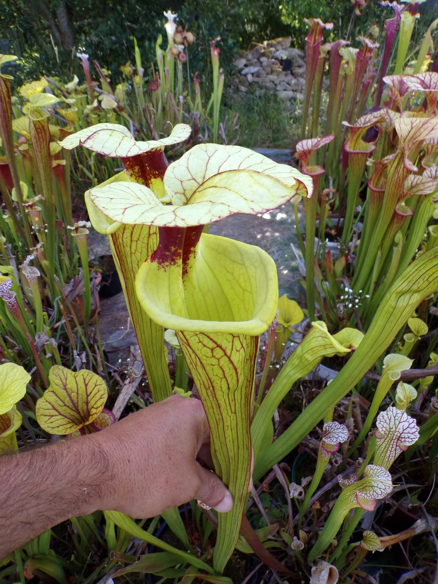 Sarracenia Sergent Hartman x Sergent Hartman
