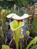 Sarracenia Sergent Hartman x Sergent Hartman