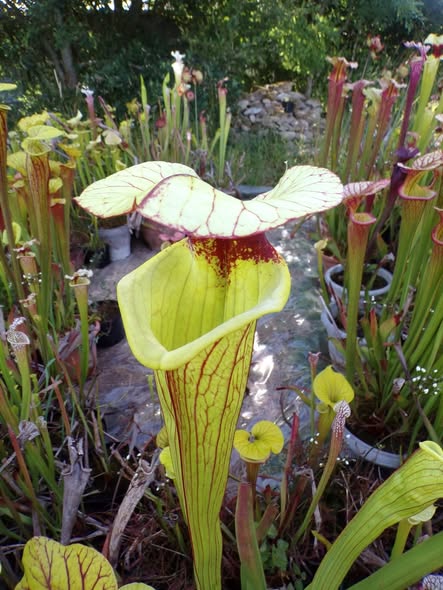 Sarracenia Sergent Hartman x Sergent Hartman