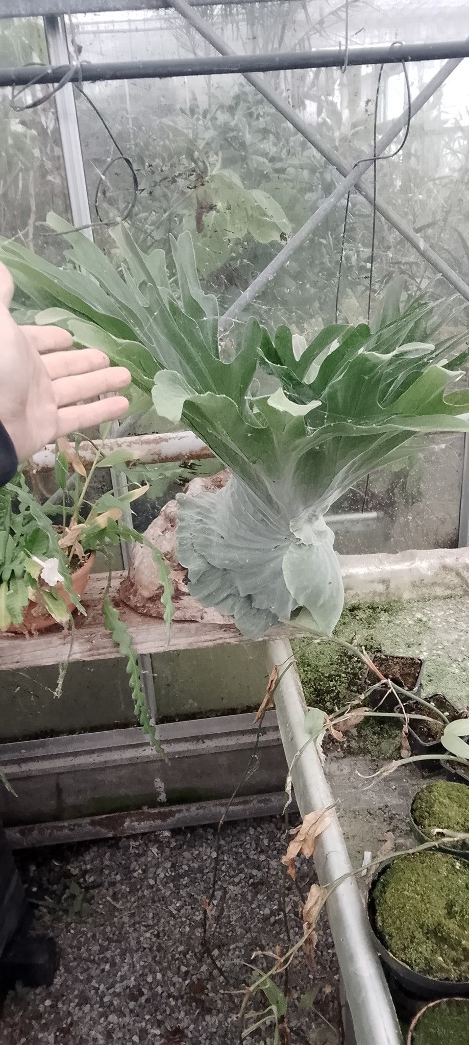 Platycerium superbum