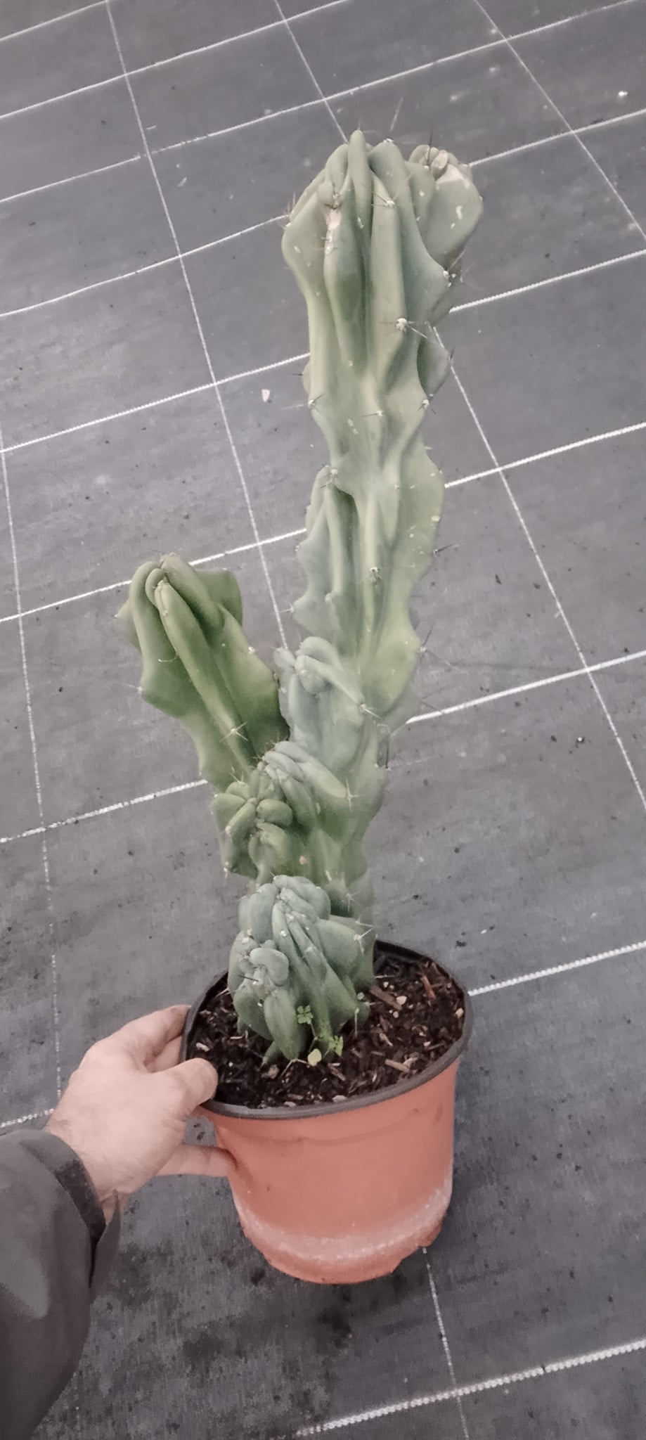 Cereus hildmannianus monstruosus.