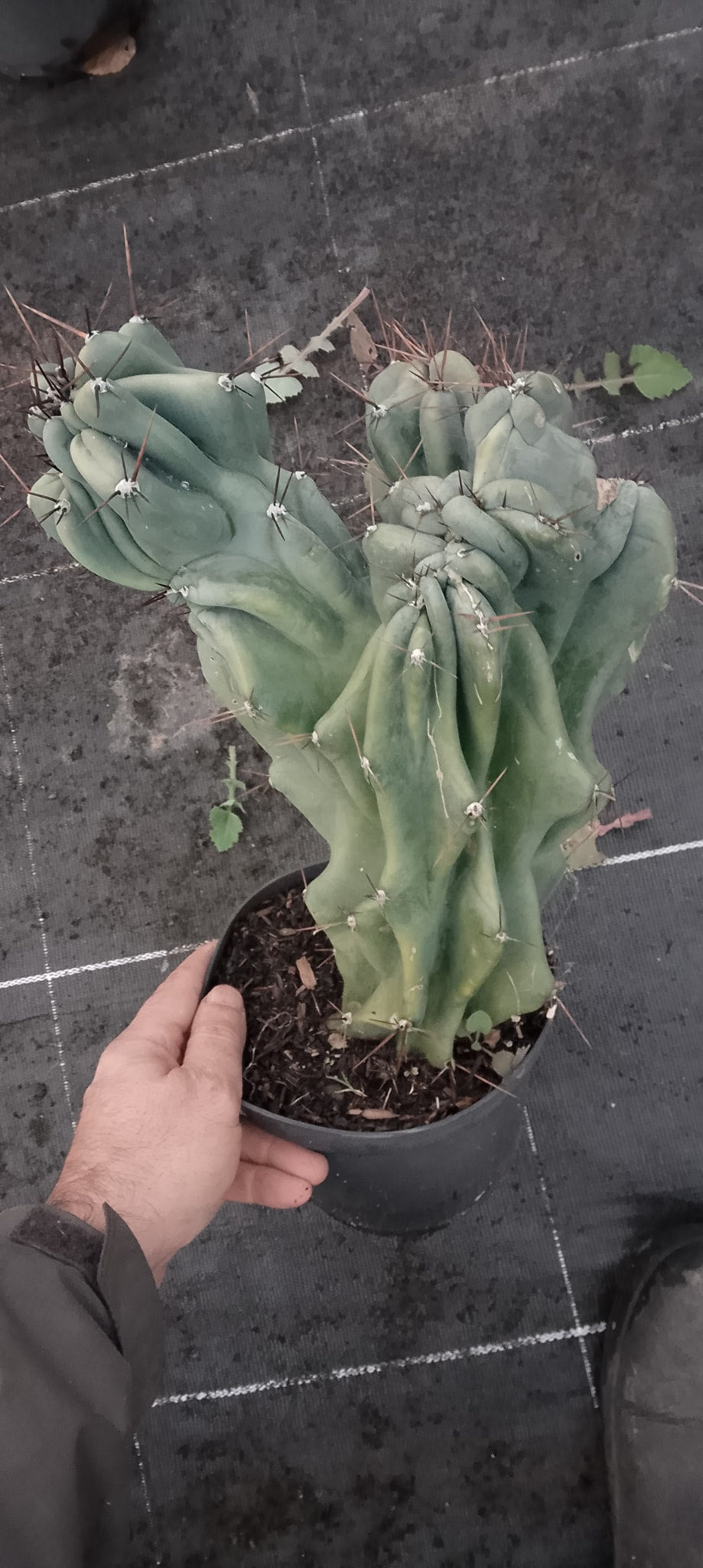 Cereus hildmannianus monstruosus.