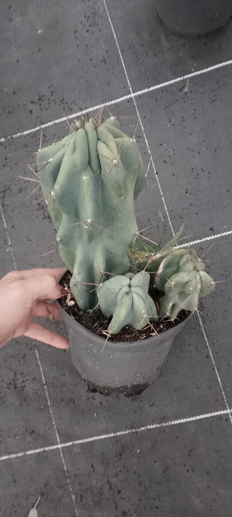 Cereus hildmannianus monstruosus.