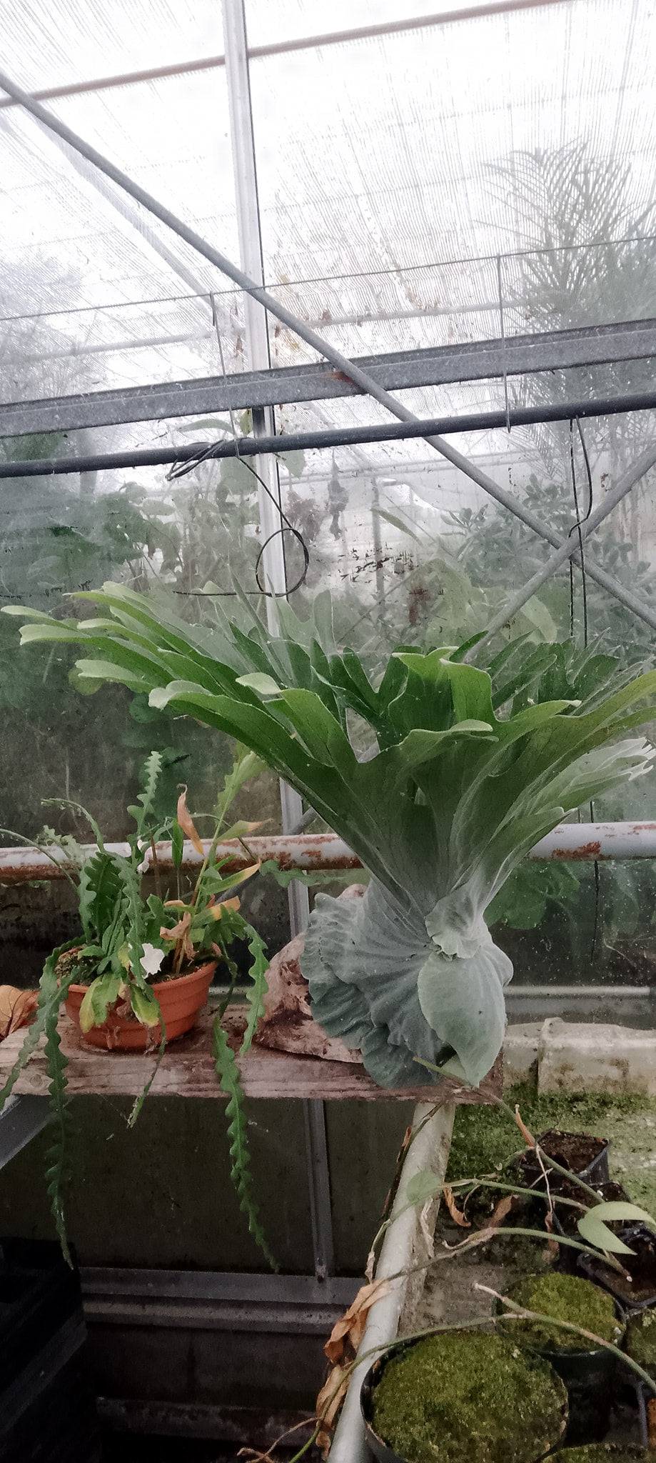 Platycerium superbum