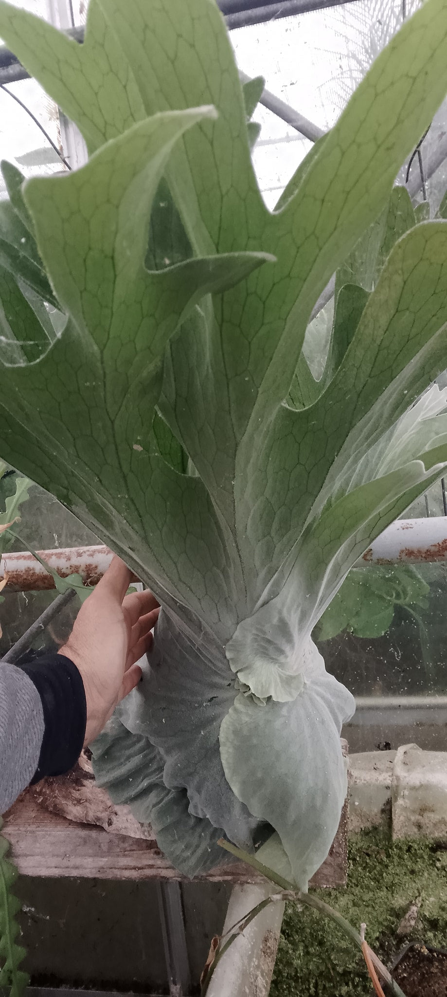 Platycerium superbum