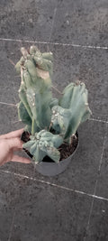 Cereus hildmannianus monstruosus.