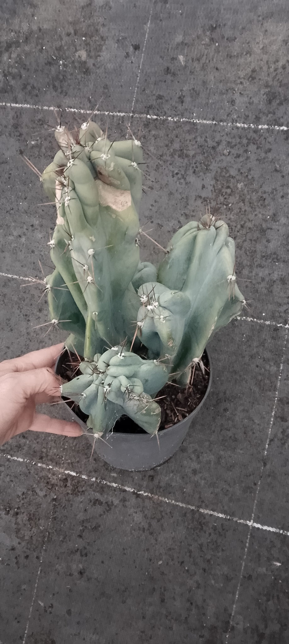 Cereus hildmannianus monstruosus.