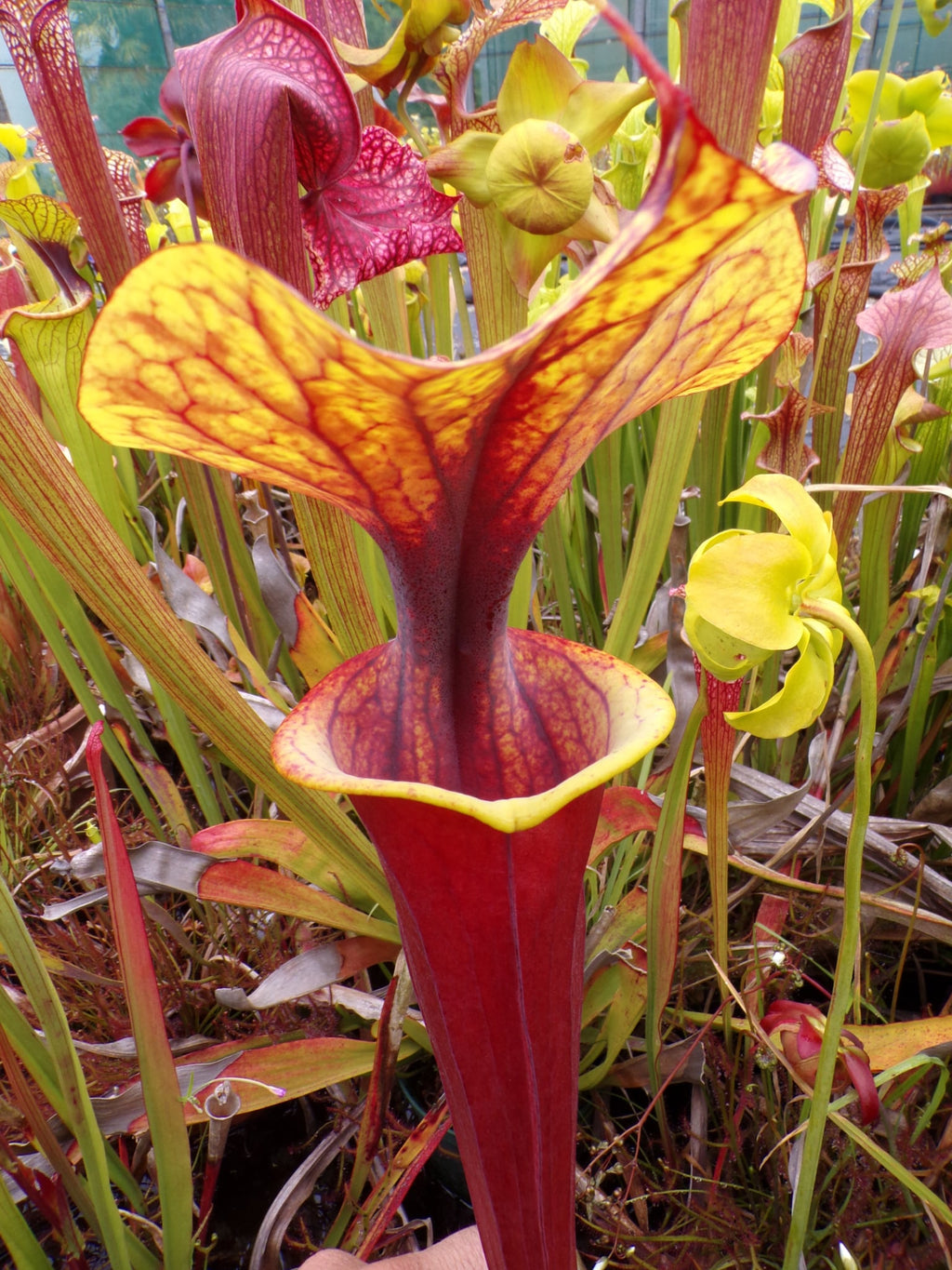 Sarracenia flava var rubricorpora