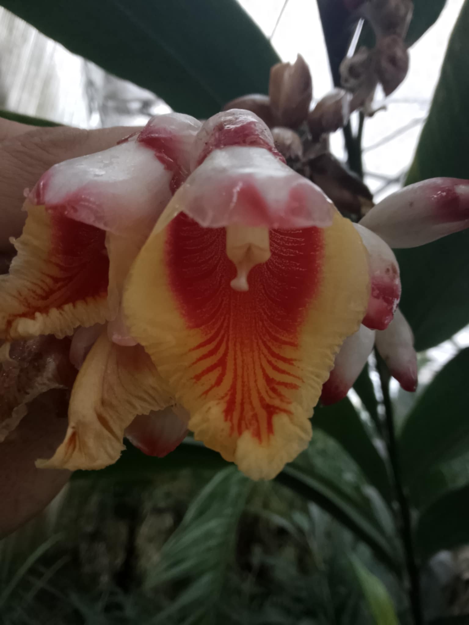 Alpinia zerumbet