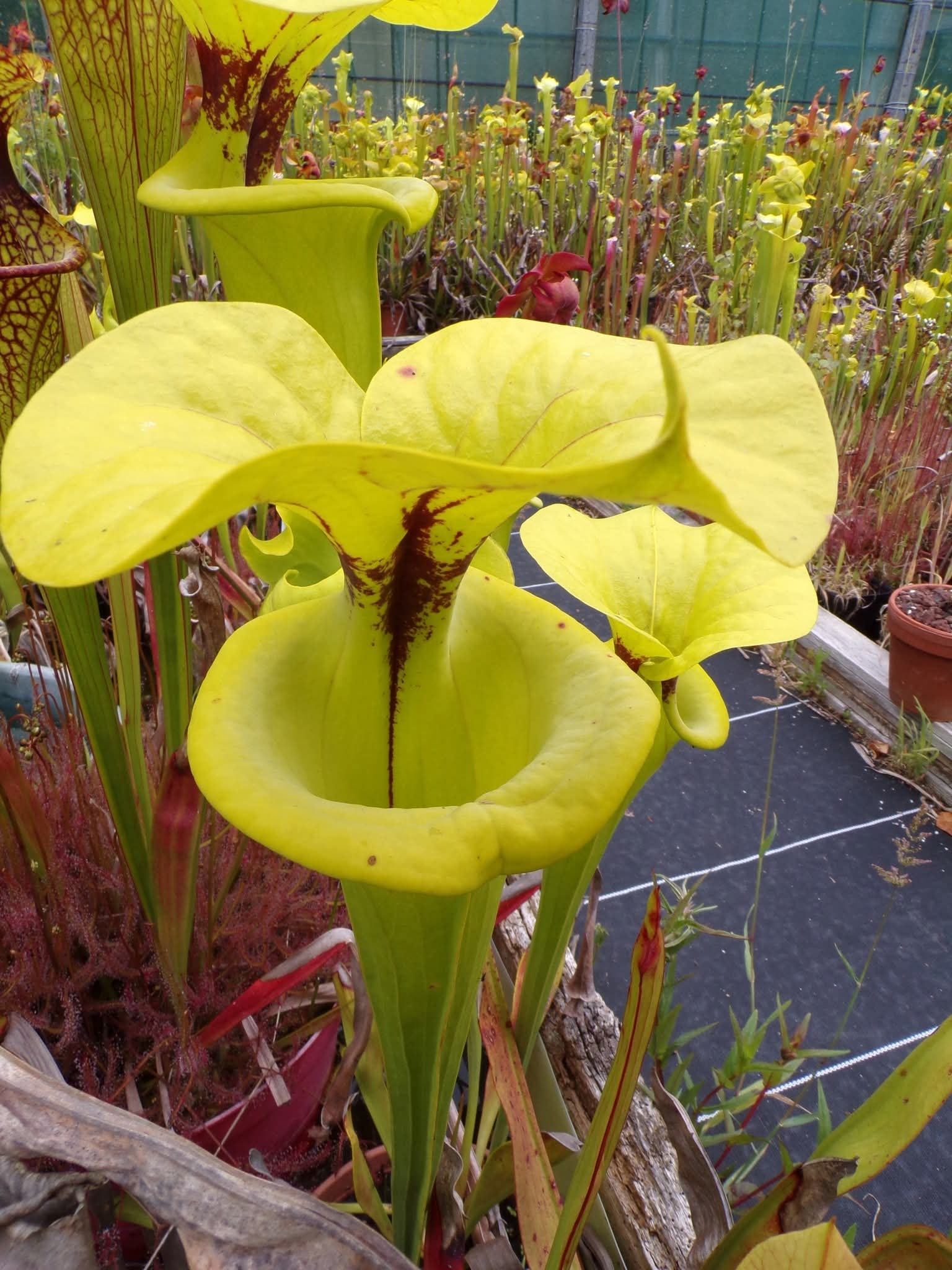 Sarracenia Flava ''Big Mouth''