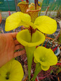 Sarracenia Flava BIG Mouth
