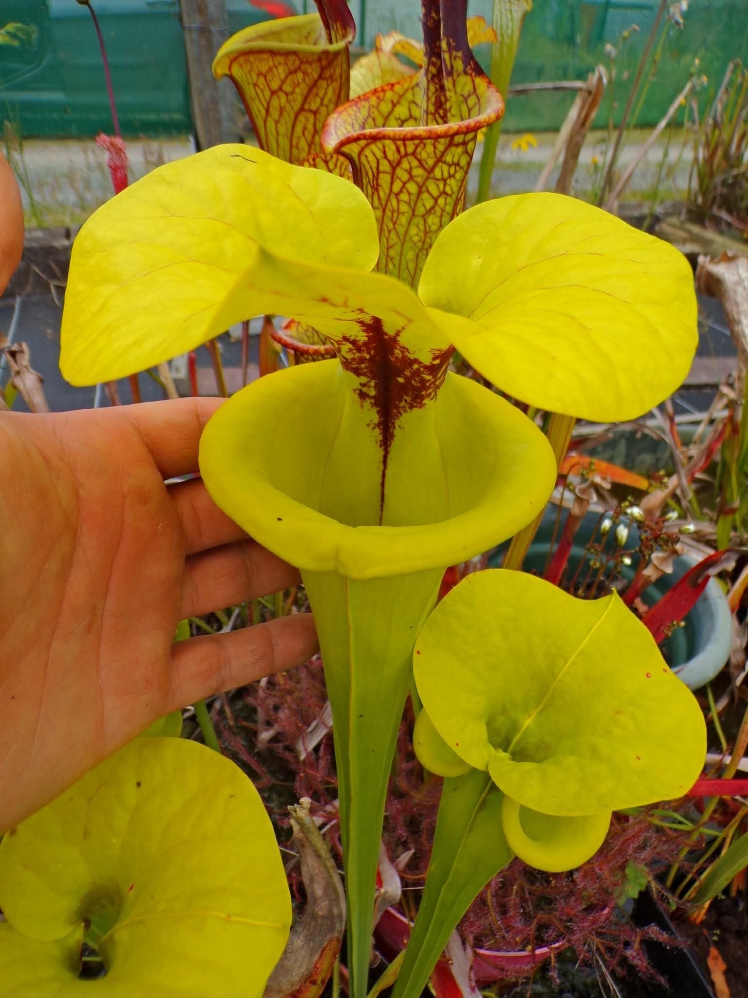 Sarracenia Flava ''Big Mouth''