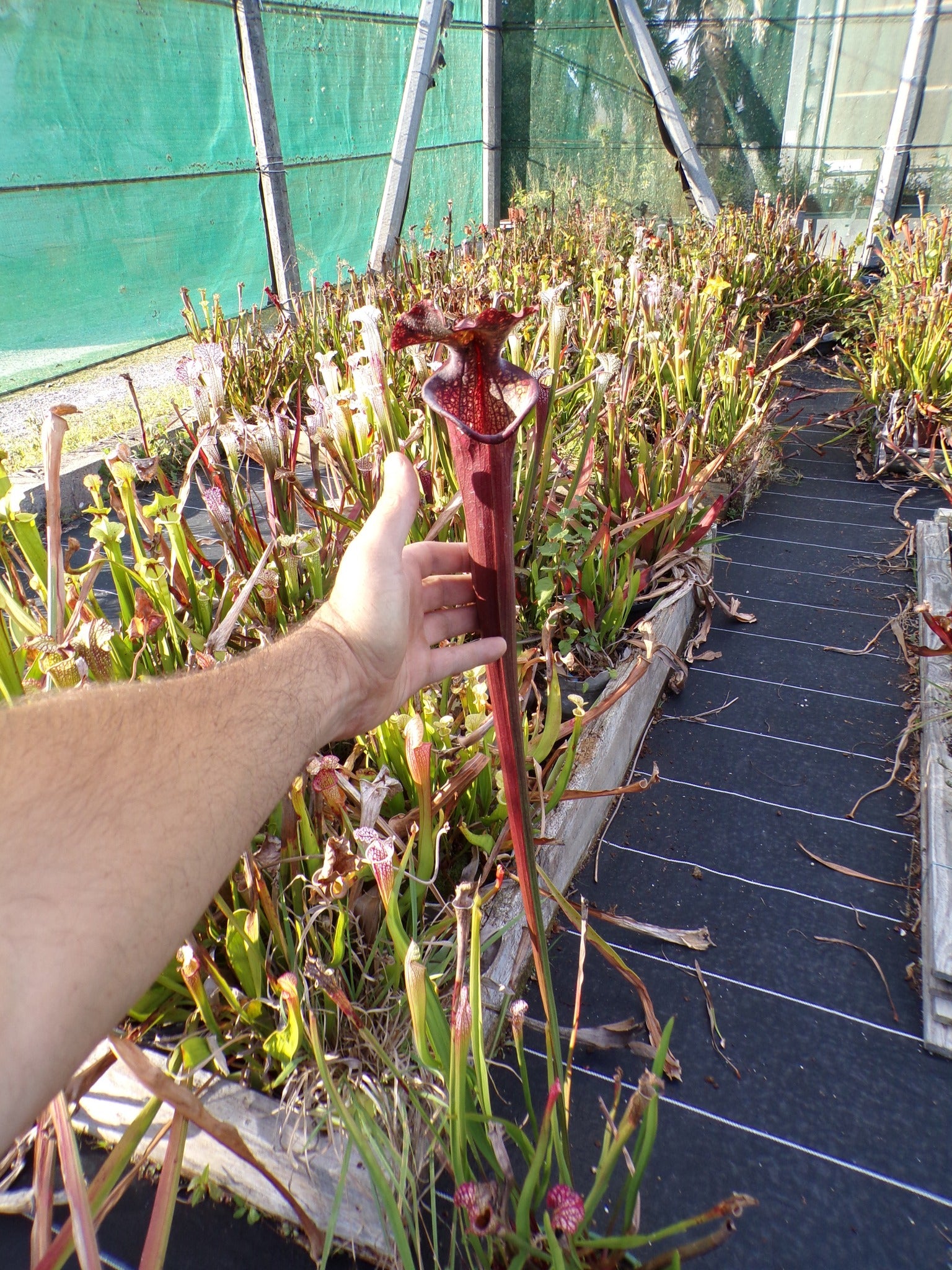 Sarracenia x Moorei "Crépuscule des Dieux"