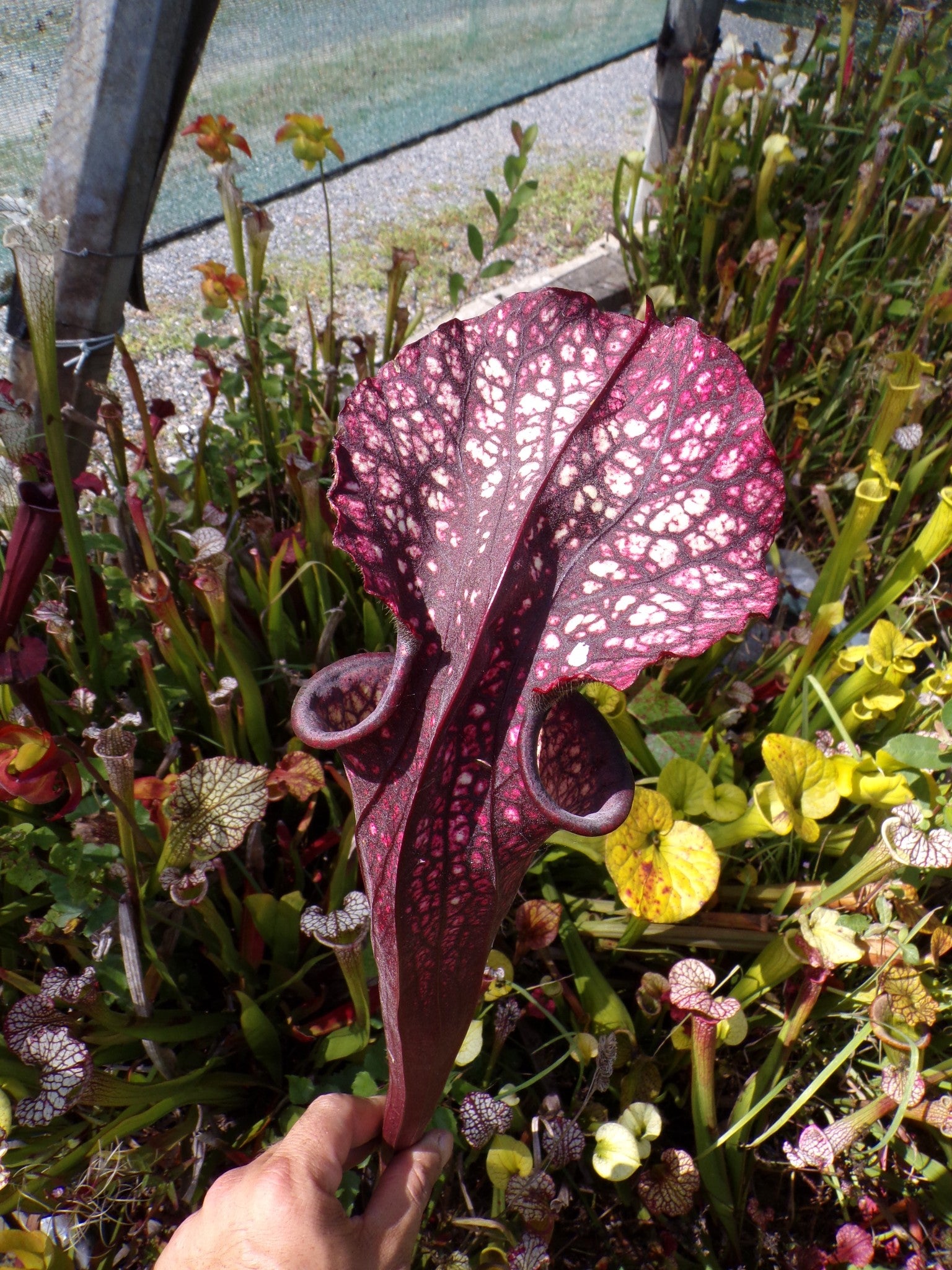 Sarracenia x Moorei "Crépuscule des Dieux"