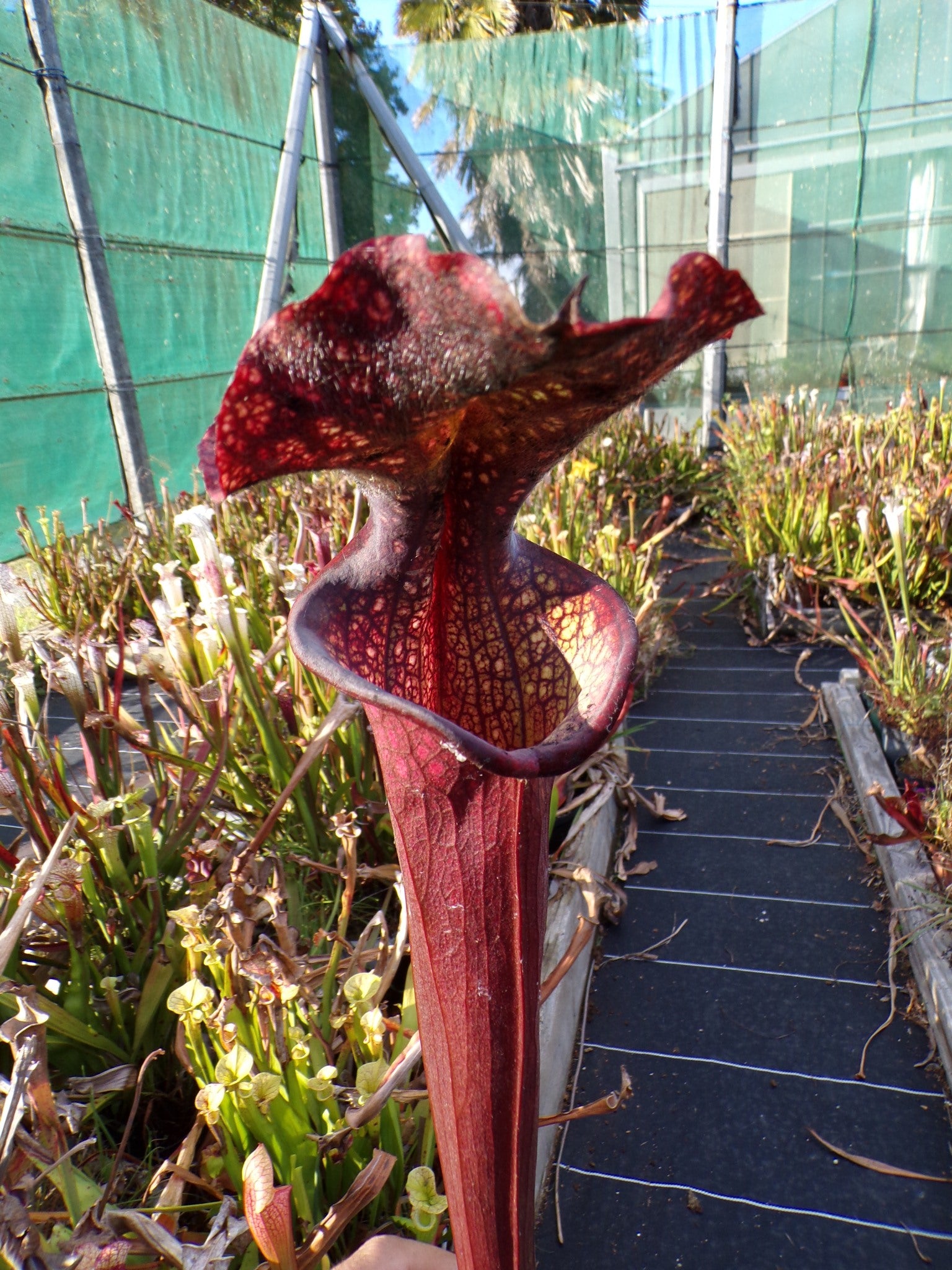 Sarracenia x Moorei "Crépuscule des Dieux"