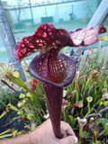 Sarracenia x Moorei "Crépuscule des Dieux"