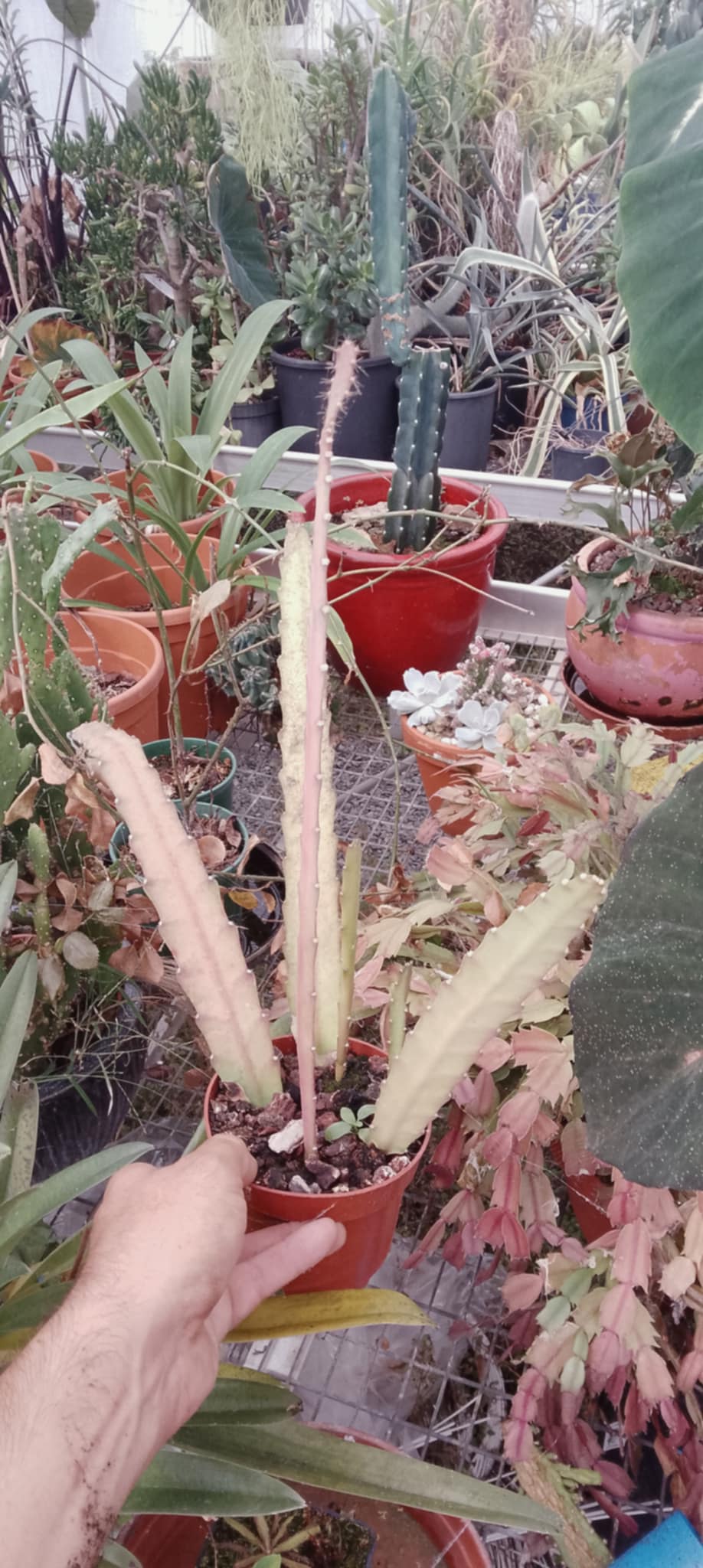 Disocactus ackermannii  (ancienement Epiphylum ackermannii)