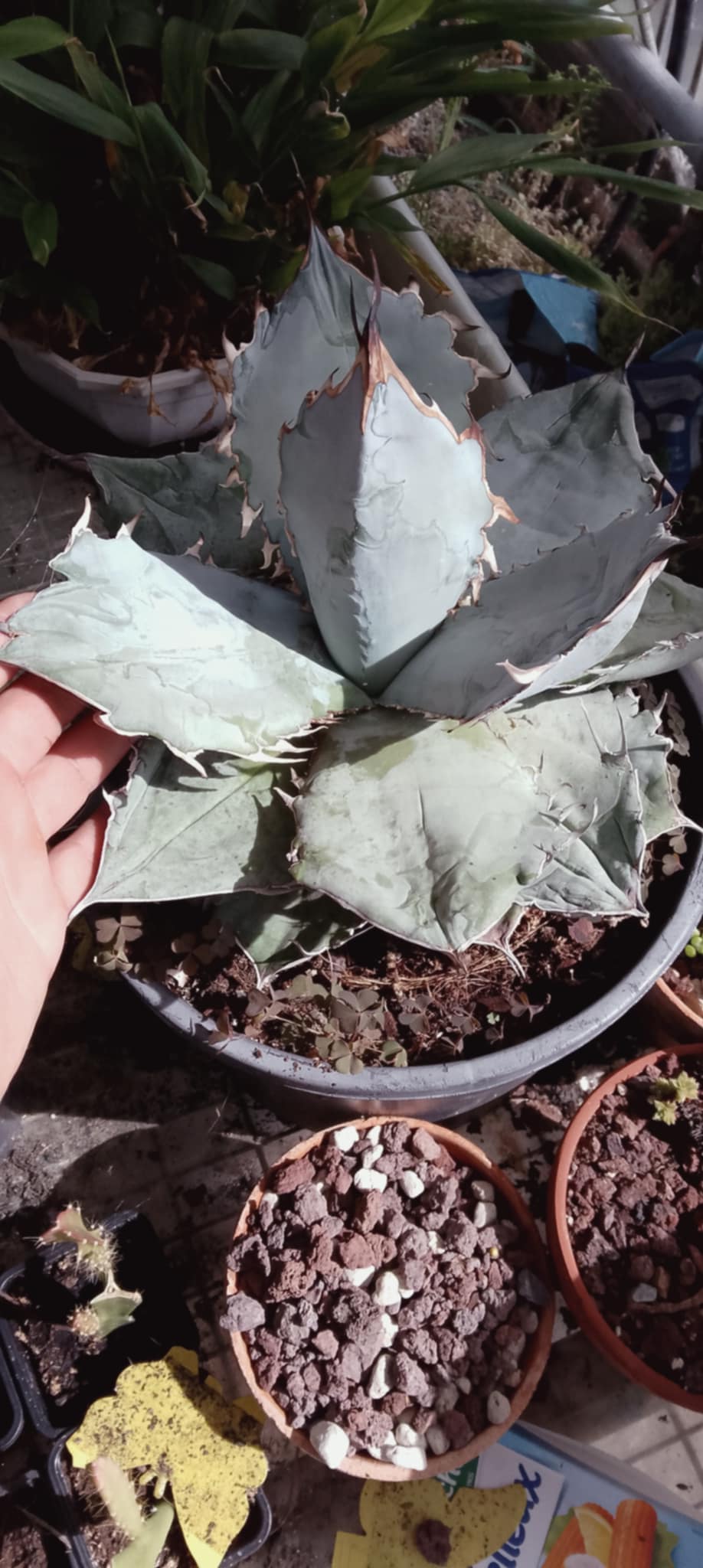 Agave titanota 'White Ice'