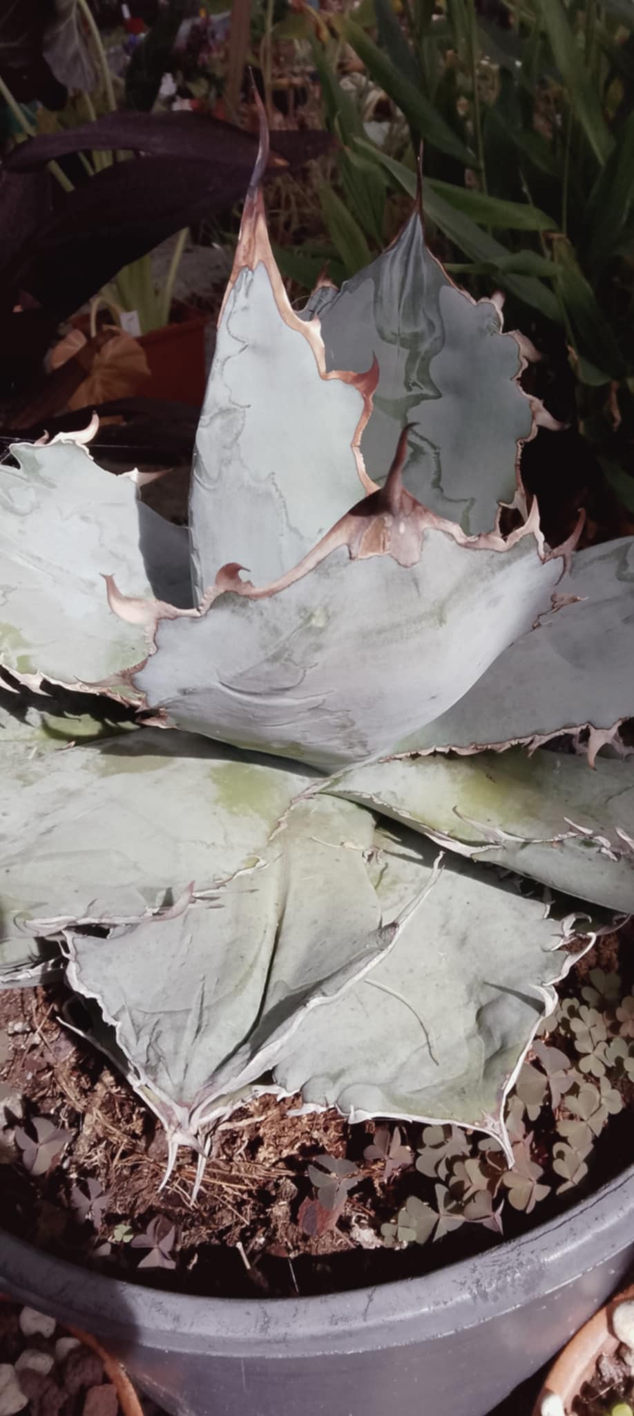 Agave titanota 'White Ice'
