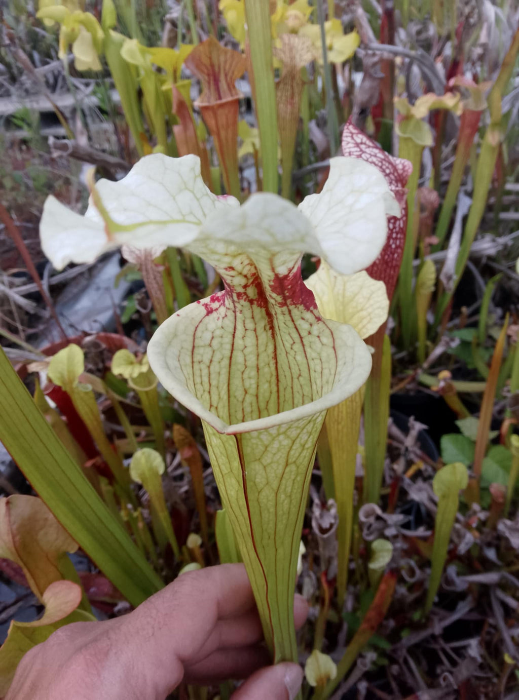 Sarracenia x (leucophylla x oreophila)