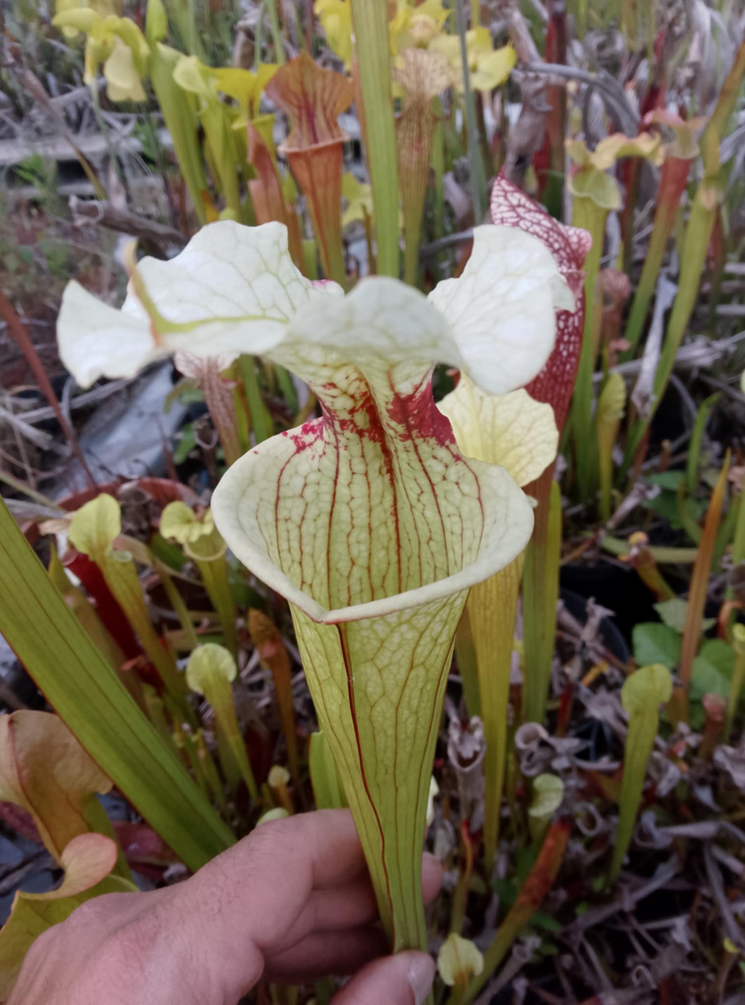 Sarracenia x (leucophylla x oreophila)