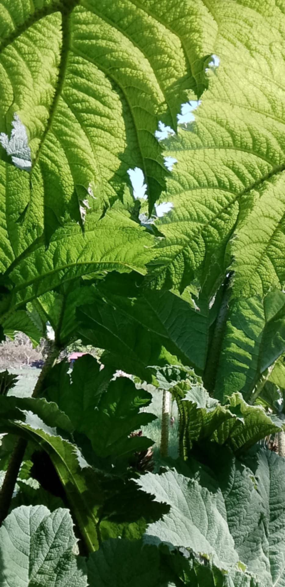 Gunnera manicata