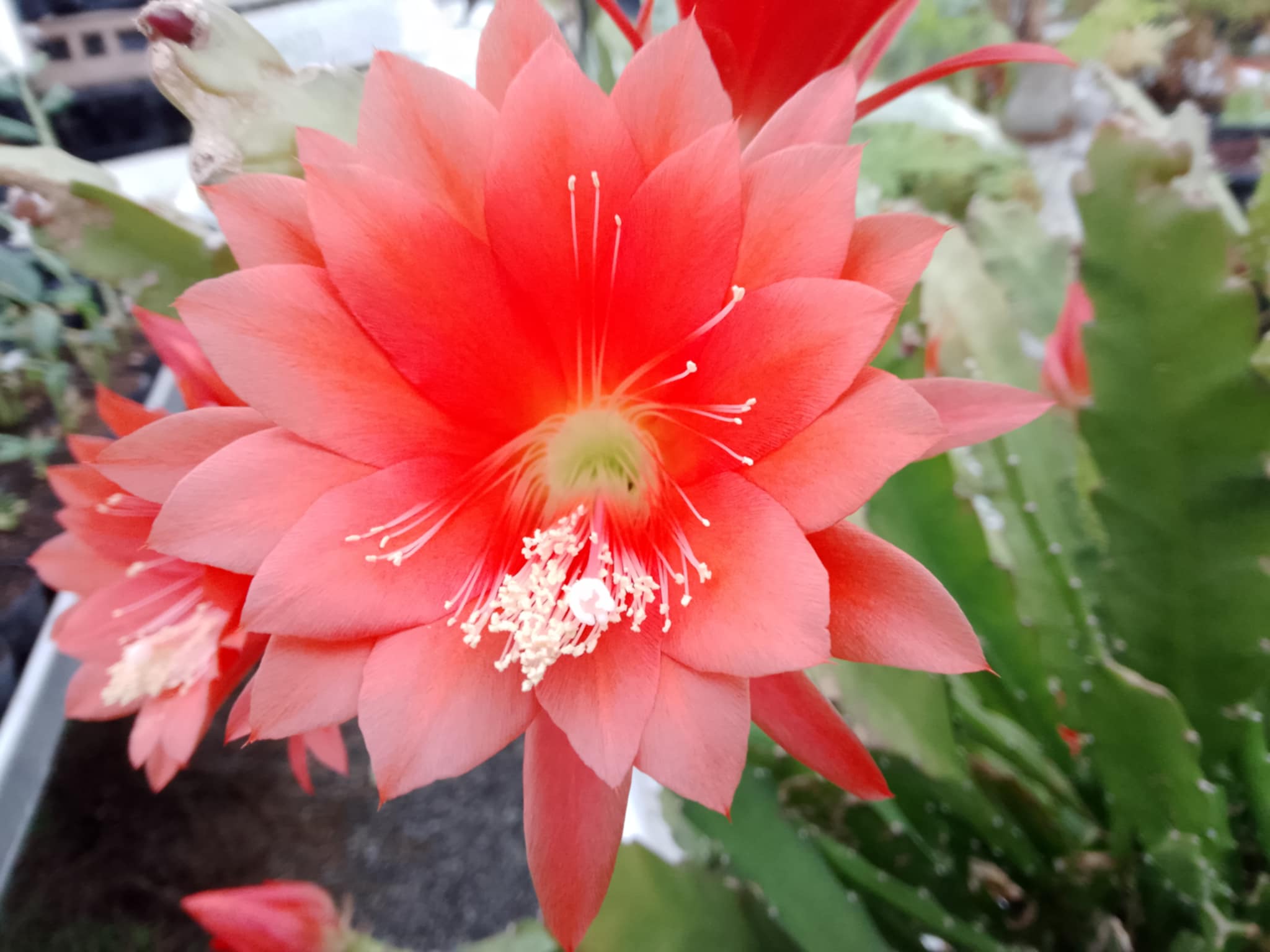 Disocactus ackermannii  (ancienement Epiphylum ackermannii)