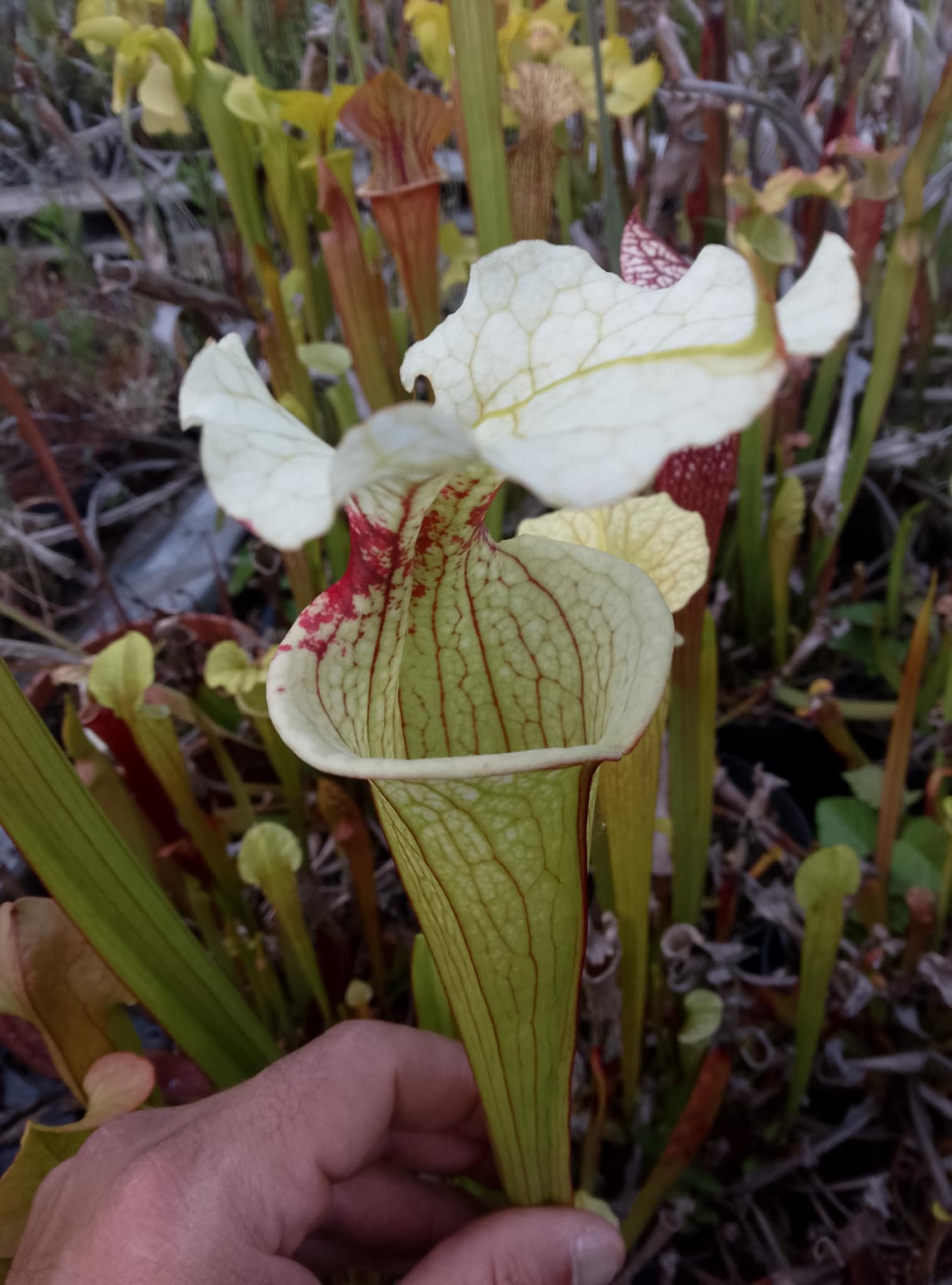 Sarracenia x (leucophylla x oreophila)