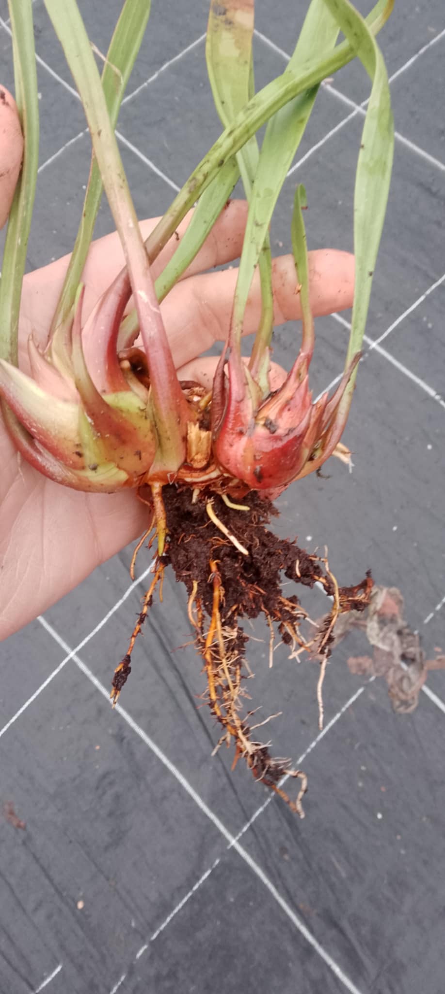 Sarracenia flava Big Mouth x Big Mouth