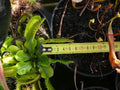 Dionaea muscipula Antonov-225, dionée géante, pièges de 6 cm