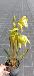Sarracenia Flava var ornata Giants. F37 MK.