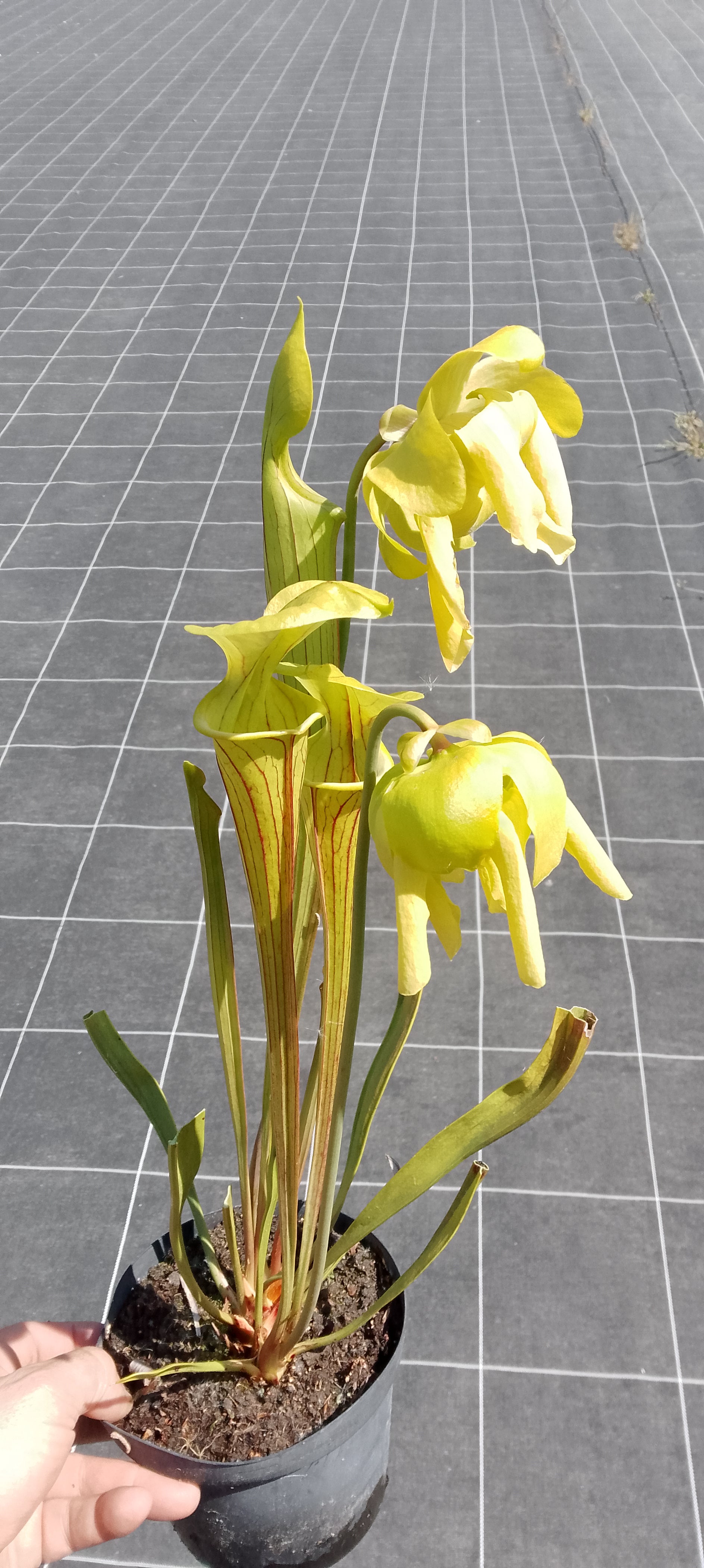 Sarracenia Flava var ornata Giants. F37 MK.