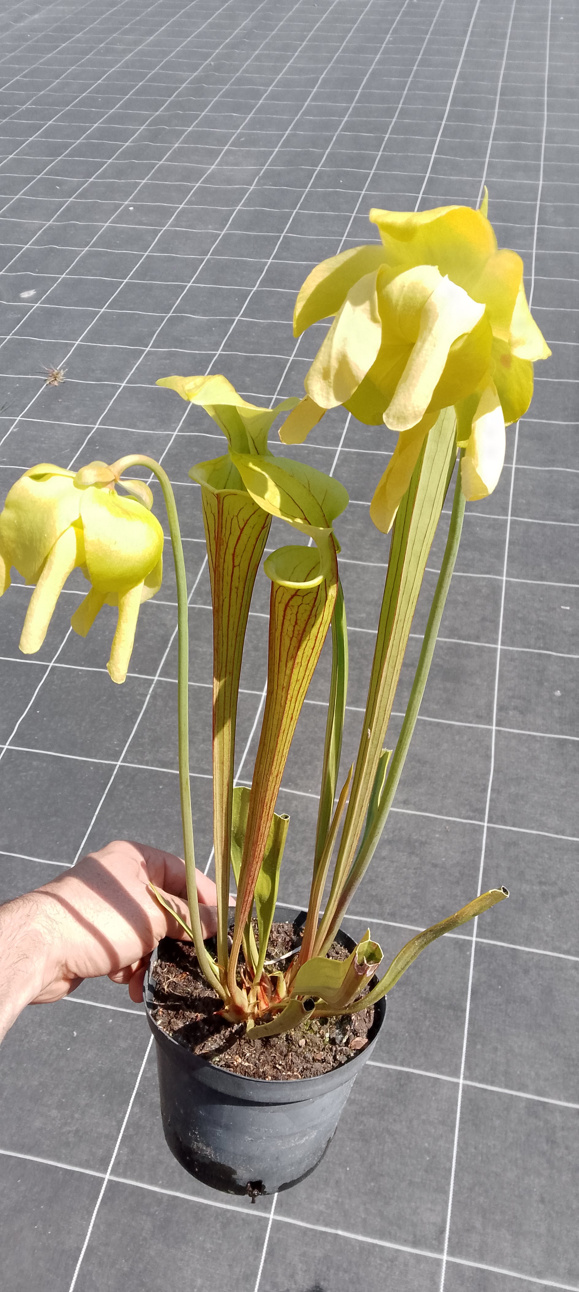 Sarracenia Flava var ornata Giants. F37 MK.