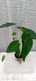 Colocasia de semis. 1