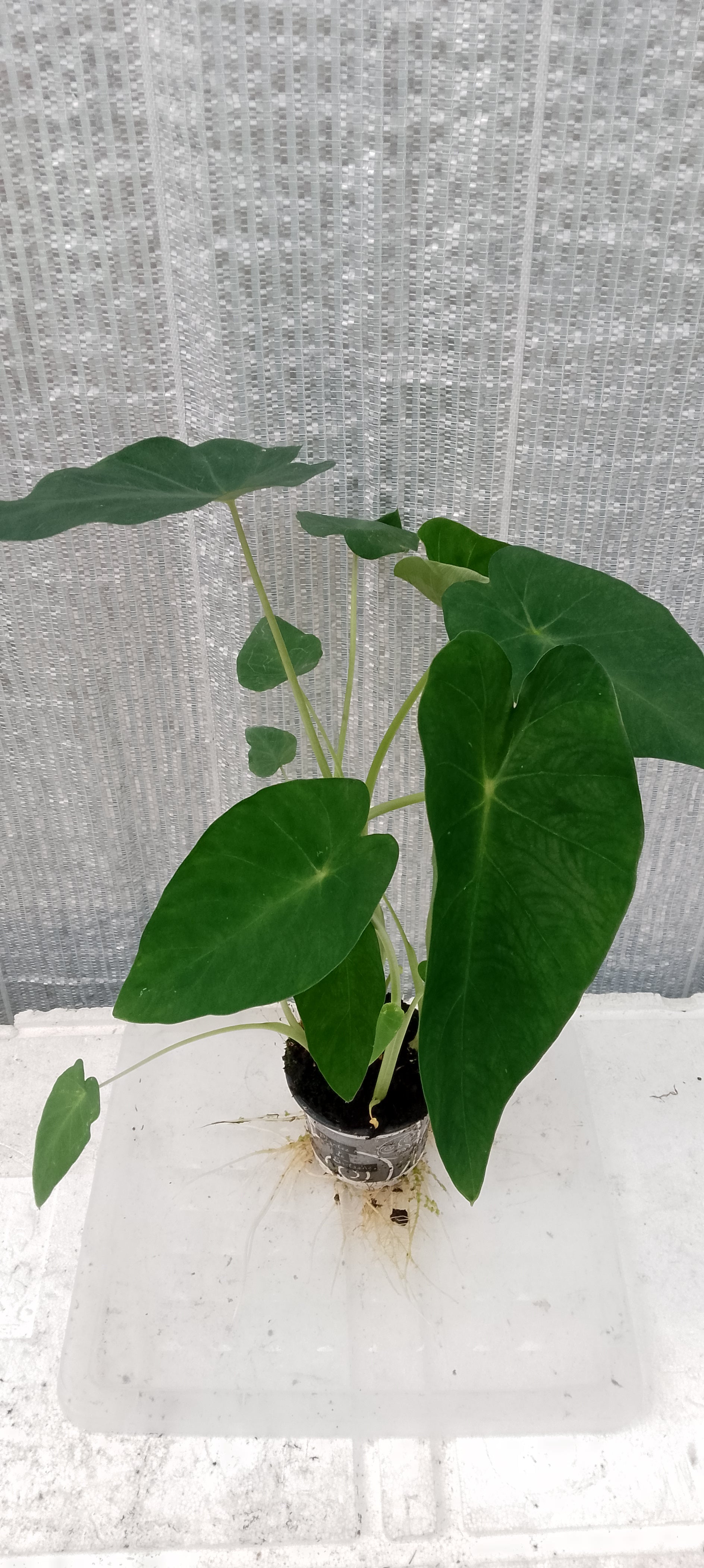 Colocasia de semis. 1