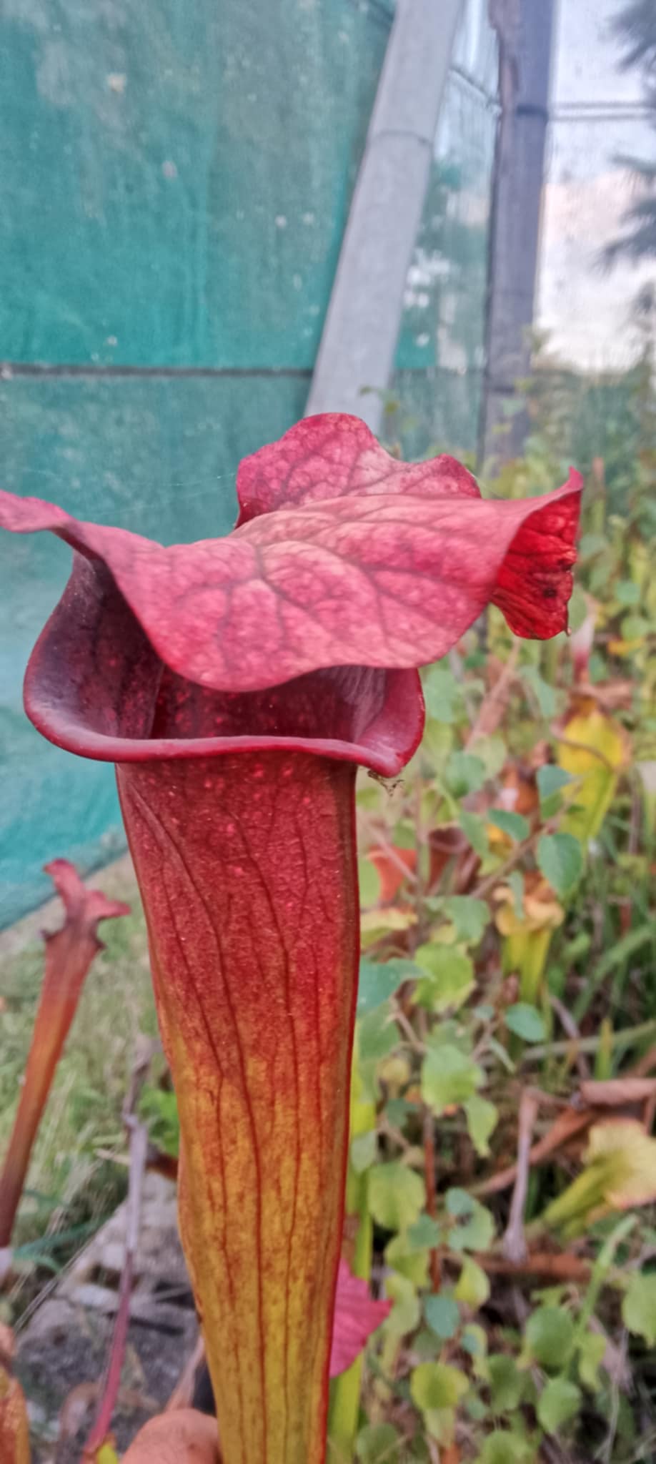 Sarracenia Vintner's treasure x Saurus