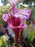 Sarracenia x Raspberry Kiss