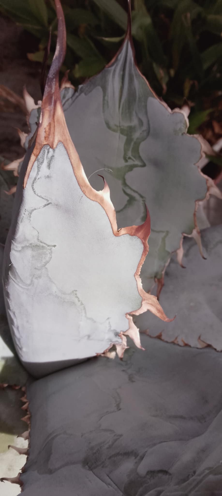 Agave titanota 'White Ice'