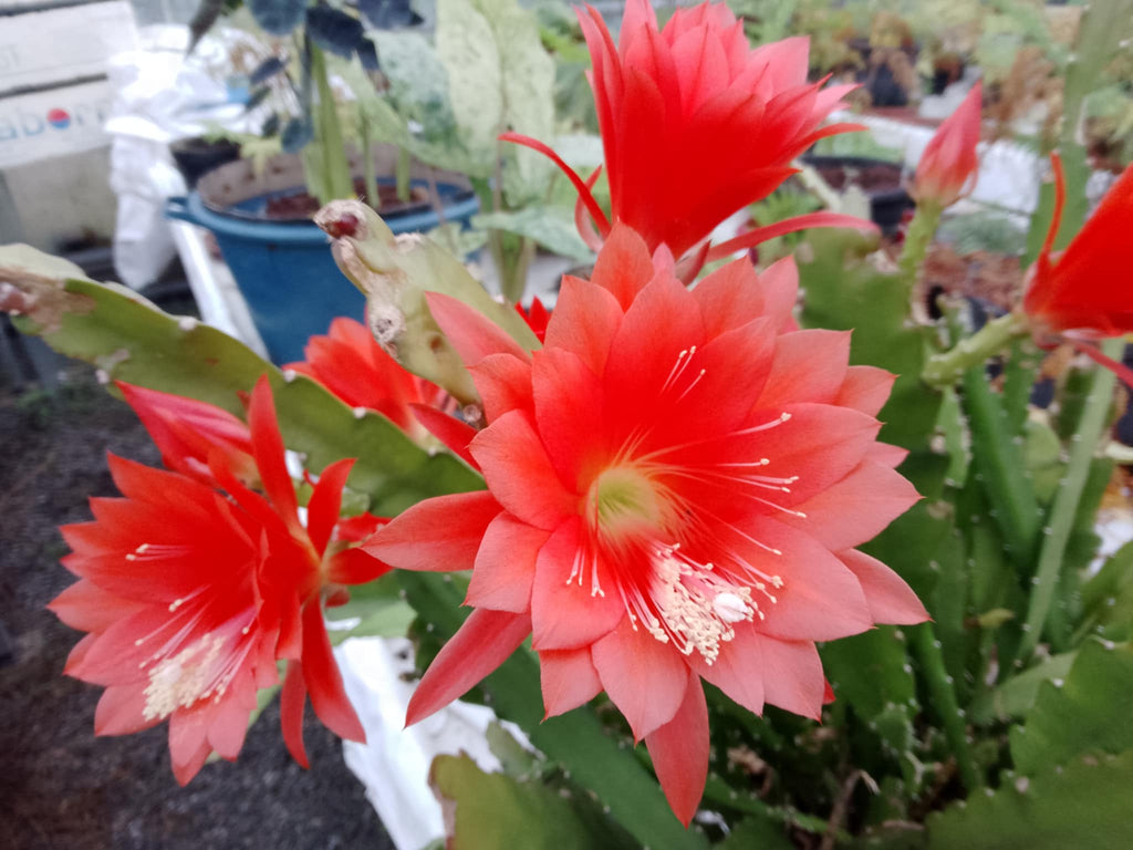 Disocactus ackermannii  (ancienement Epiphylum ackermannii)