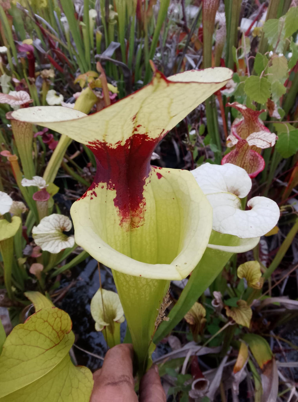 Sarracenia x (LW x LW)