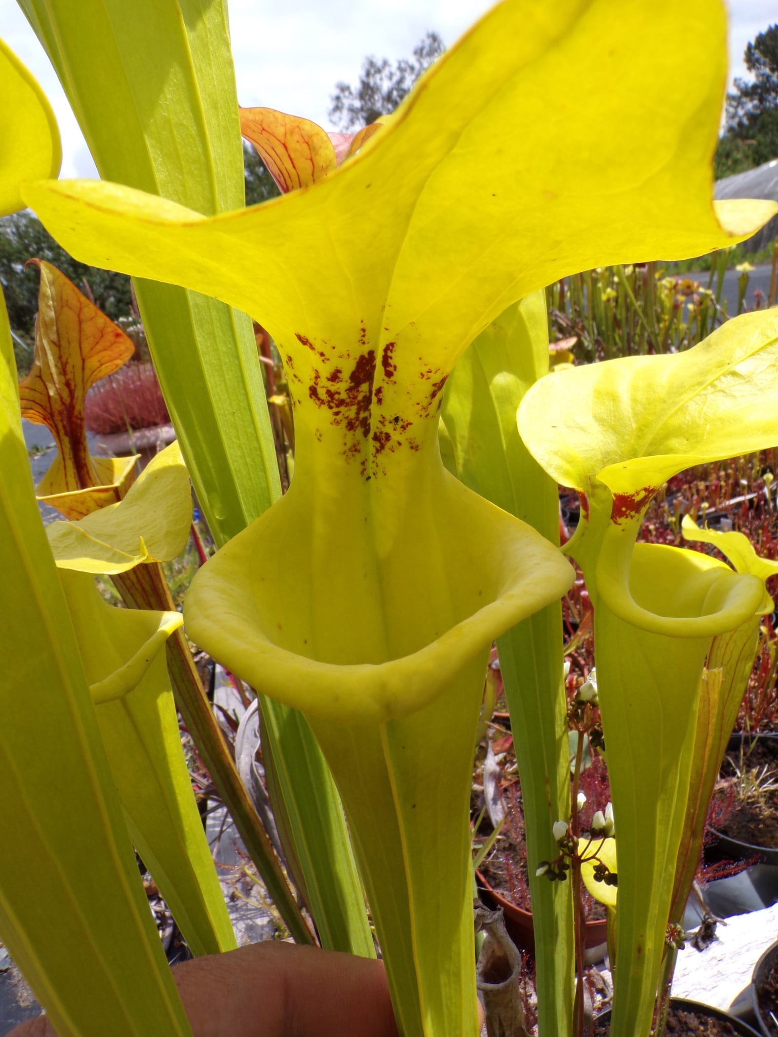 Sarracenia flava var rugelii "Splash!"